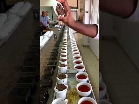 فيديو: الشاي: من الغرس إلى التذوق