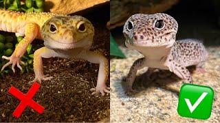 When Not to Use Substrate for Leopard Geckos