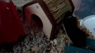 Charlotte the Mouse Playing by oohKAT 196 views 13 years ago 2 minutes, 52 seconds