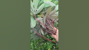 Daun singkong rebus