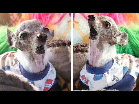 Happy Chihuahua With No Jaw Becomes SINGING SENSATION