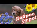 🌞 ДОБРОГО УТРА / ДОБРОЕ УТРО / С ДОБРЫМ УТРОМ / ДОБРОГО УТРА ЛЮБИМОЙ / ДОБРОЕ УТРО КАРТИНКИ