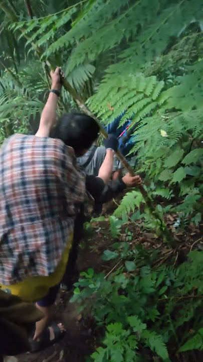 Pendaki tersesat saat turun gunung gede #pendaki #gununggede #shorts