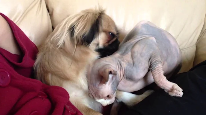 Video 10975971: sphynx cat dog, sphynx cat love, cat big dog, cat home, cat wonderful