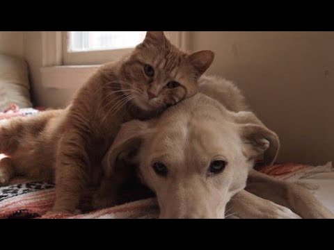 funny-dogs-and-cats_funniest-🐶-dogs-and-😻-cats---funny-pet-animals'-life-videos-😇