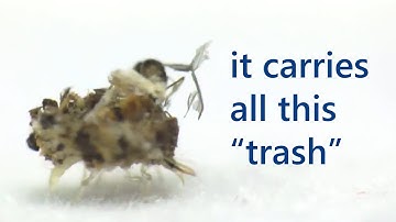 Trash Bug - Lacewing Larva Macro
