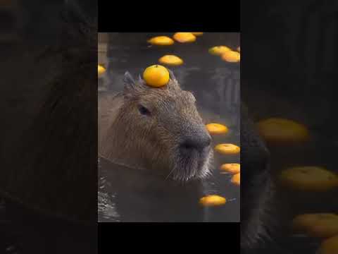 Video: Kapibaras dzīvnieks ir lielākais grauzējs. Apraksts, foto