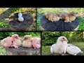 Как растут Голуби по дням в течении 30 дней / How pigeons grow by day for 30 days