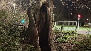 Do Skeletons Dance Around This Tree? Broadwater Midsummer Tree, Worthing