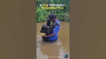 He Remembers — Watch This Chimp’s Emotional Reunion