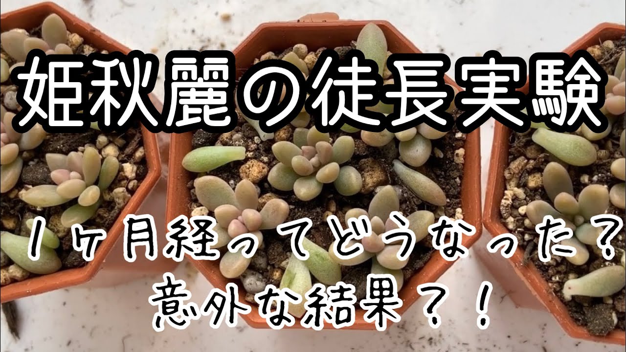 姫秋麗で徒長実験、1ヶ月経った結果は？！】日向・日陰・室内、意外な 