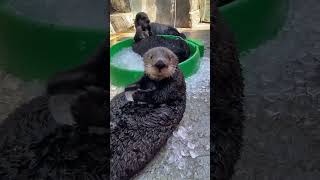 Sea Otter Overwhelmed by Ice #shorts