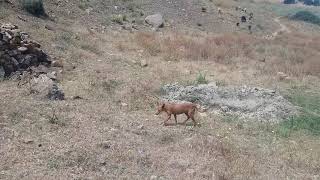 المنظر في الجبل والطبيعه غزال