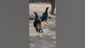 2 aseel rooster 6 months old