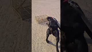 Patterdale Wants Rat Subscribe