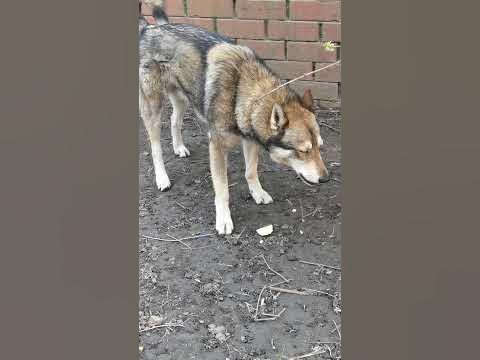 Уминает за две щеки)) - YouTube