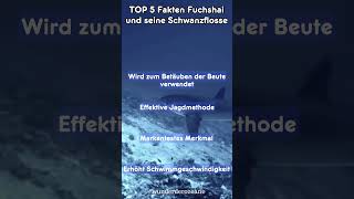 Peitschenhieb Des Todes