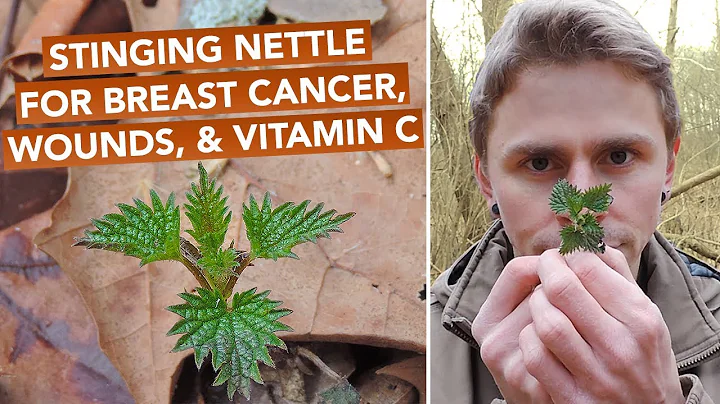 Stinging Nettle For Breast Cancer, Wounds, & Vitam...