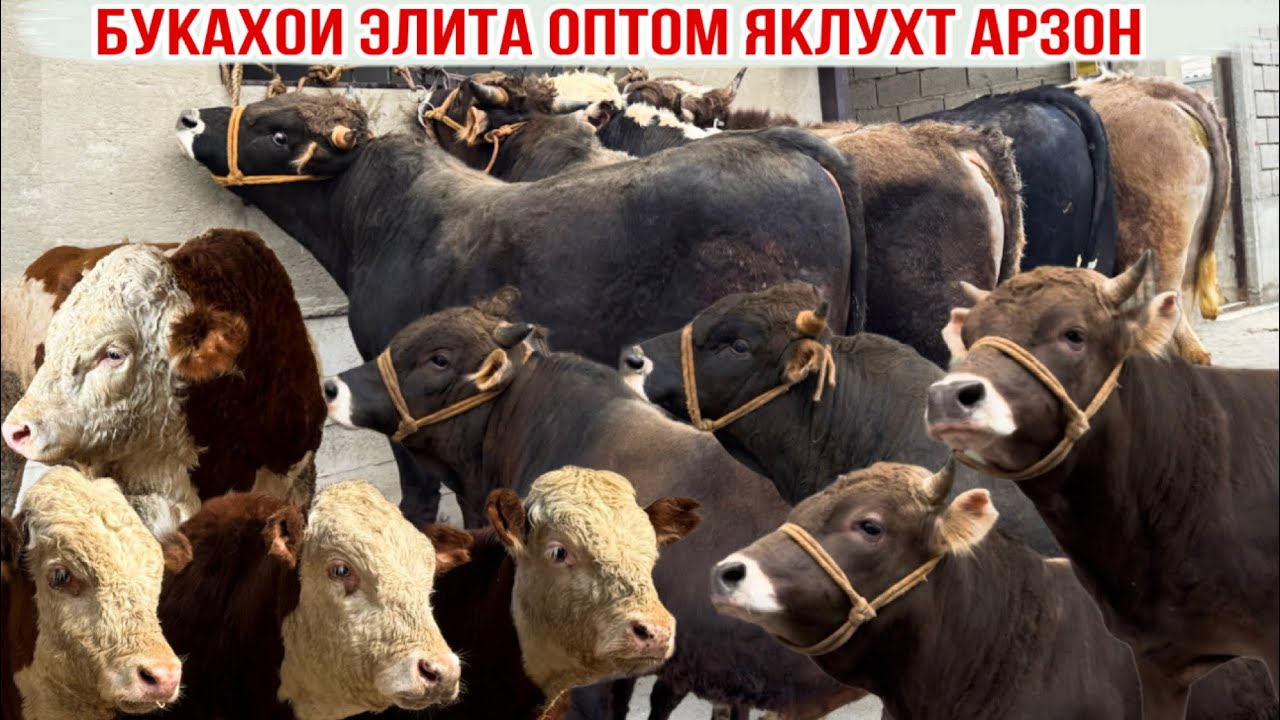 8-САР БУКАХОИ ЭЛИТА БО НАРХИ АРЗОН 28 февраля 2026 г.