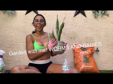 REPOTTING MY FIRST SNAKE PLANT: planting with xoxocakebaby pt1 - YouTube