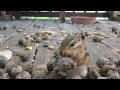 Squirrel Cam- The Chipsters look for the Perfect acorn!