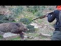 Wild Boar Hunting Compilation - Biggest Wild Boar Hunt