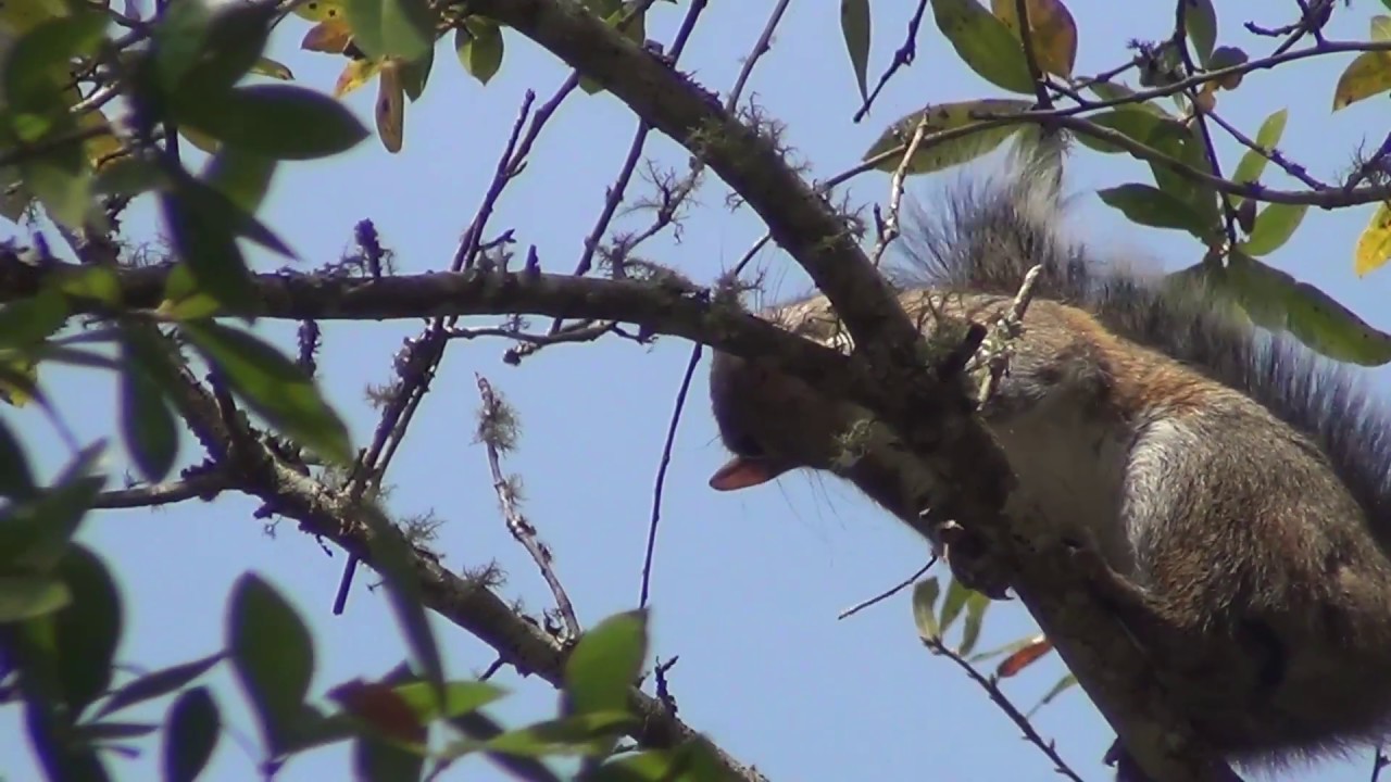 squirrel got the hiccups YouTube