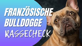 Französische Bulldogge im Rassecheck  Rasseportrait  Charakter, Aussehen, Aktivität