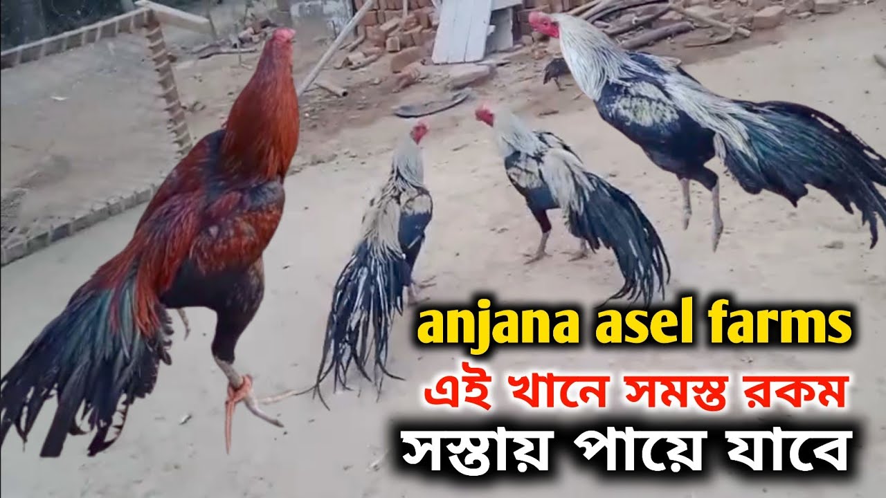 পুরুলিয়া সব থেকে সস্তা আসলি ফার্ম|| ছোট থেকে বড় সাইজ এর পায়ে যাবে || খুব অল্প দামে 