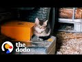 Rescued Kitten Now Sleeps In Guy&#39;s Beard | The Dodo