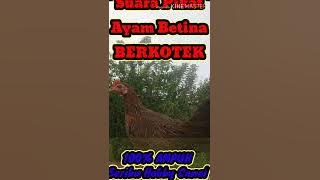 Suara pikat ayam huta betina BERKOTEK // suara pikat ayam hutan terbaru//suara ayam  betina berkokok