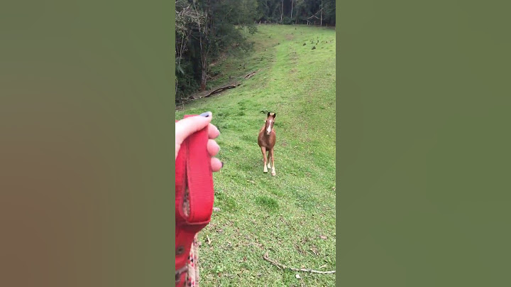 Cavalo adestrado sitio (videos engraçados animais )#shorts