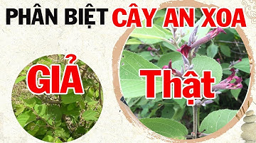 Cây An Xoa Và bí quyết phân biệt thật giả giúp bệnh nhân Gan tránh nhầm