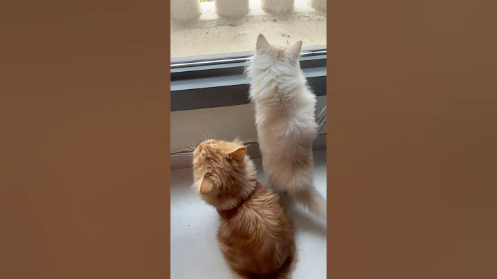 Video 9022941: cats kittens meowing compilation, cat meowing compilation funny, cats meow cute compilation, laugh funny cats compilation