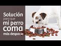 Mi perro come muy rápido · Motivo y solución 🐶