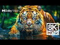 Wild world dolby vision  extreme colors 8kr