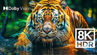 Wild World Dolby Vision™ | Extreme Colors [8K Hdr]