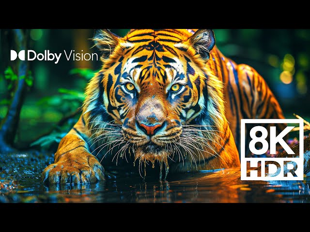 WILD WORLD DOLBY VISION™ | EXTREME COLORS [8K HDR] class=