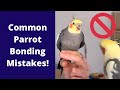 Common Parrot Bonding Mistakes | WarGamingParrot