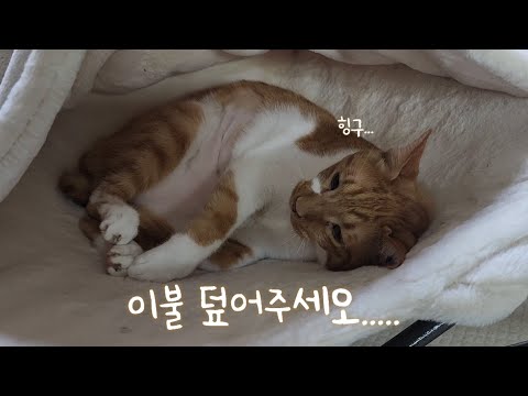 이불 덮어주세오.....