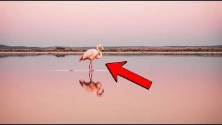 Flamingo Slept in the Pink Lagoon, and the Tide Never Returned