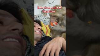 How does Rani eat tomatoes?#ranivlogrbl #akashrbl783 #youtubeshorts #shorts