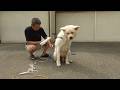 【秋田犬ゆうき】音が苦手なドライヤーは色んな所に力が入るので一日分の体力を使い果たす【akita dog】