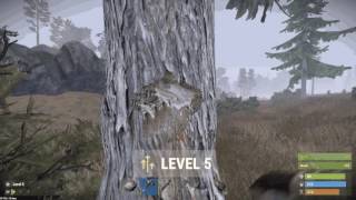 Rust Prerelease