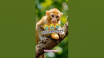 Little Girl Shares Biscuit With Monkey at Sunset 🙏🙏🙏🙏🙏 | #shortsfeed #shorts #monkey #funny #cartoon