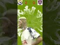 Tottenham vs Burnley -  INSANE Goals 🔥Premier League Highlights #soccer  #football #shorts