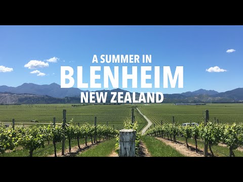 A Summer in Blenheim, New Zealand