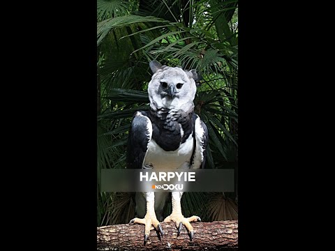 Video: Können Vögel aus zweiter Hand high werden?