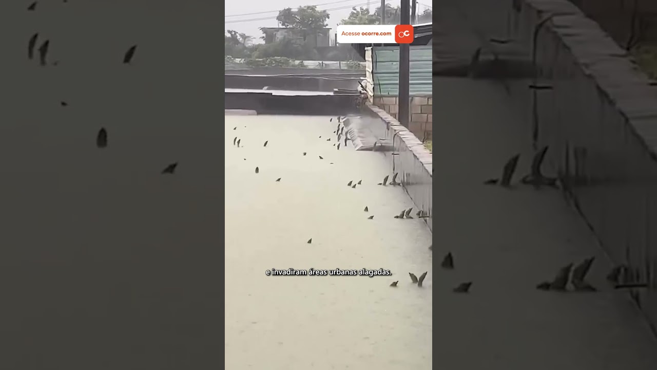 Enchentes na China espalham mais de 900 COBRAS VENENOSAS; Vídeo!