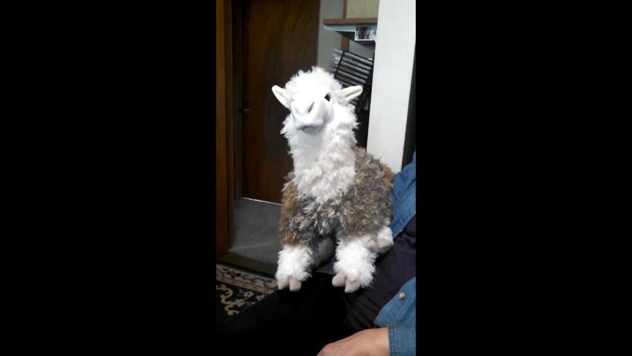Video: Lama alpaka